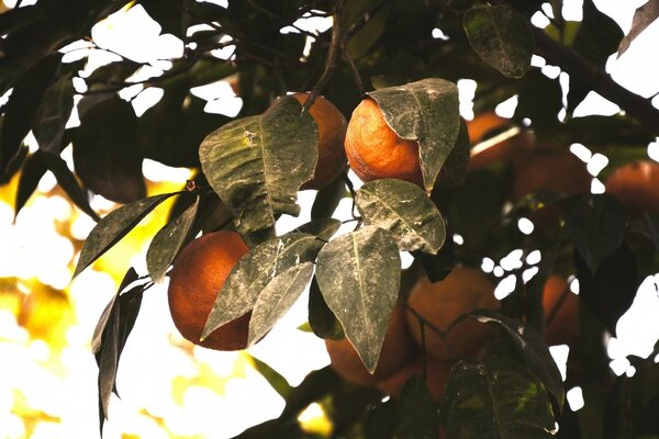 Laranjas crescendo em um galho no fundo do sol