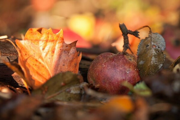 Jahreszeit Herbst Foto