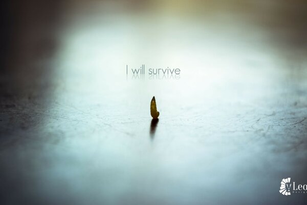  I will survive resmi