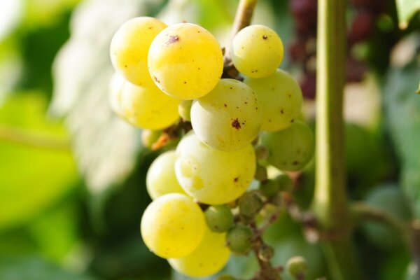 Vigne sur une branche