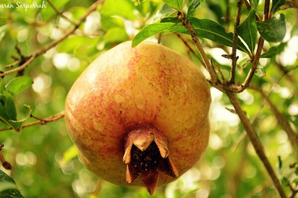 Cibo delizioso profumato appeso all albero