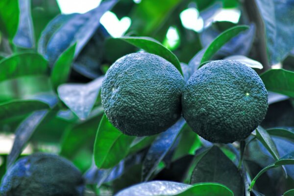 Fruits tropicaux sur fond d arbre avec l image de la nature