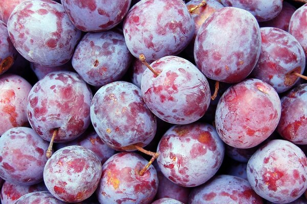 Photo d une récolte de prune en gros plan