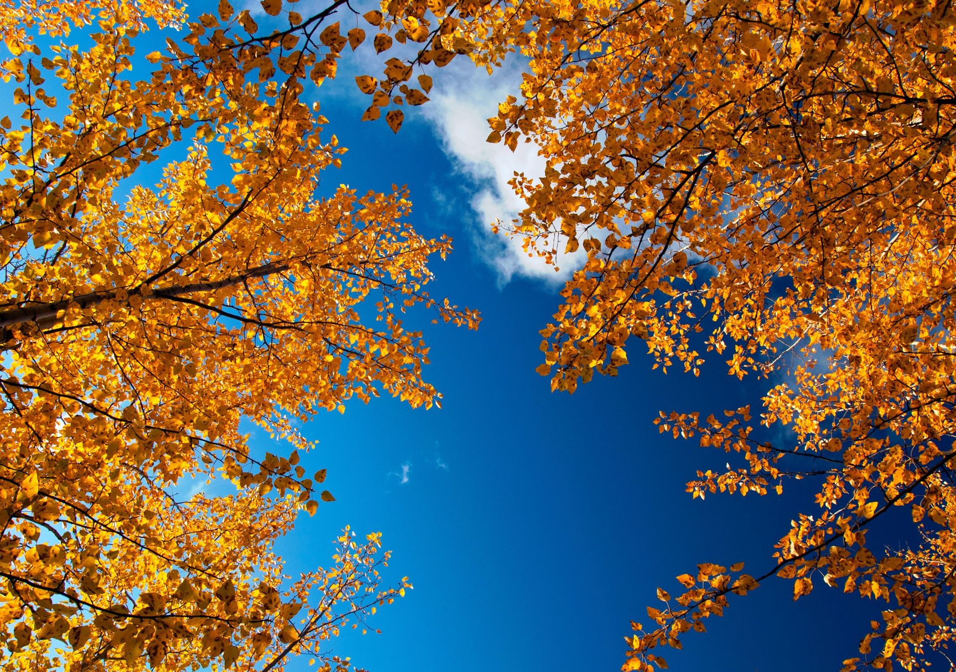 autunno autunno foglia stagione albero oro acero legno natura luminoso ramo cambiare bel tempo paesaggio colore