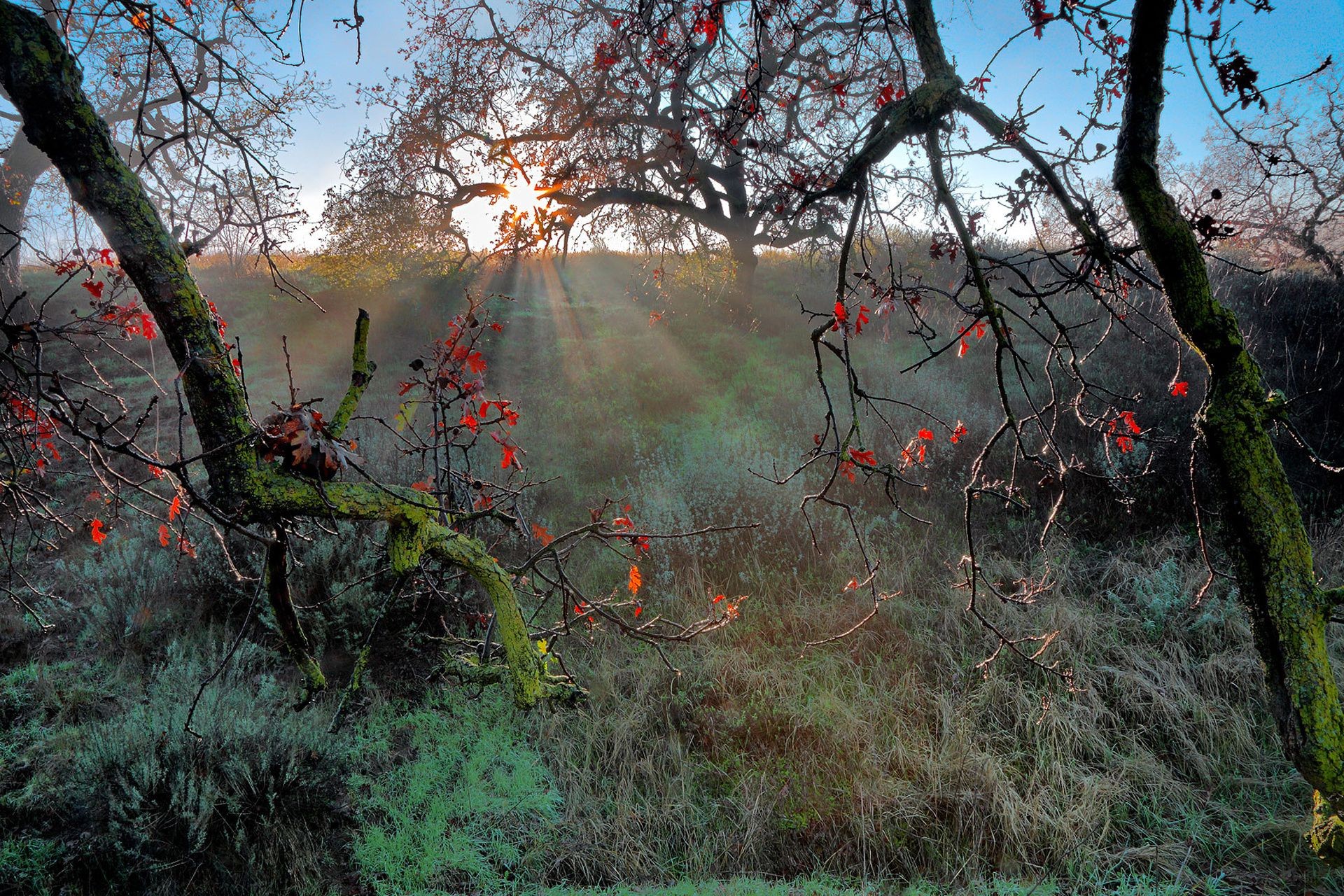 la luz del sol y los rayos árbol paisaje madera naturaleza otoño hoja rama parque medio ambiente flora al aire libre temporada amanecer escénico color buen tiempo niebla hierba luz del día