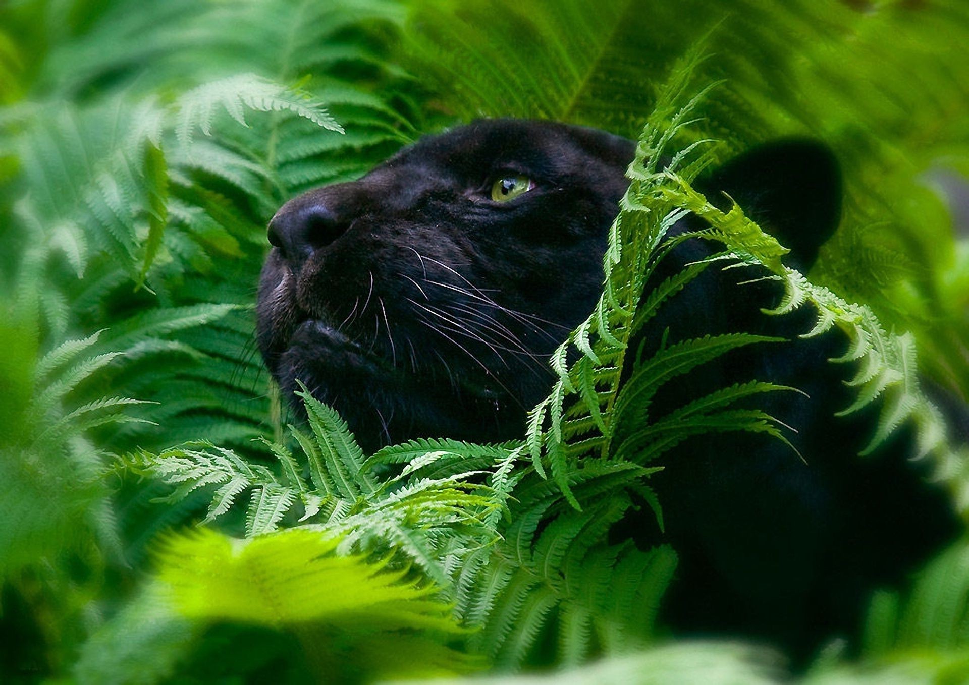 animaux la nature la faune feuille à l extérieur animal jungle environnement herbe arbre flore sauvage