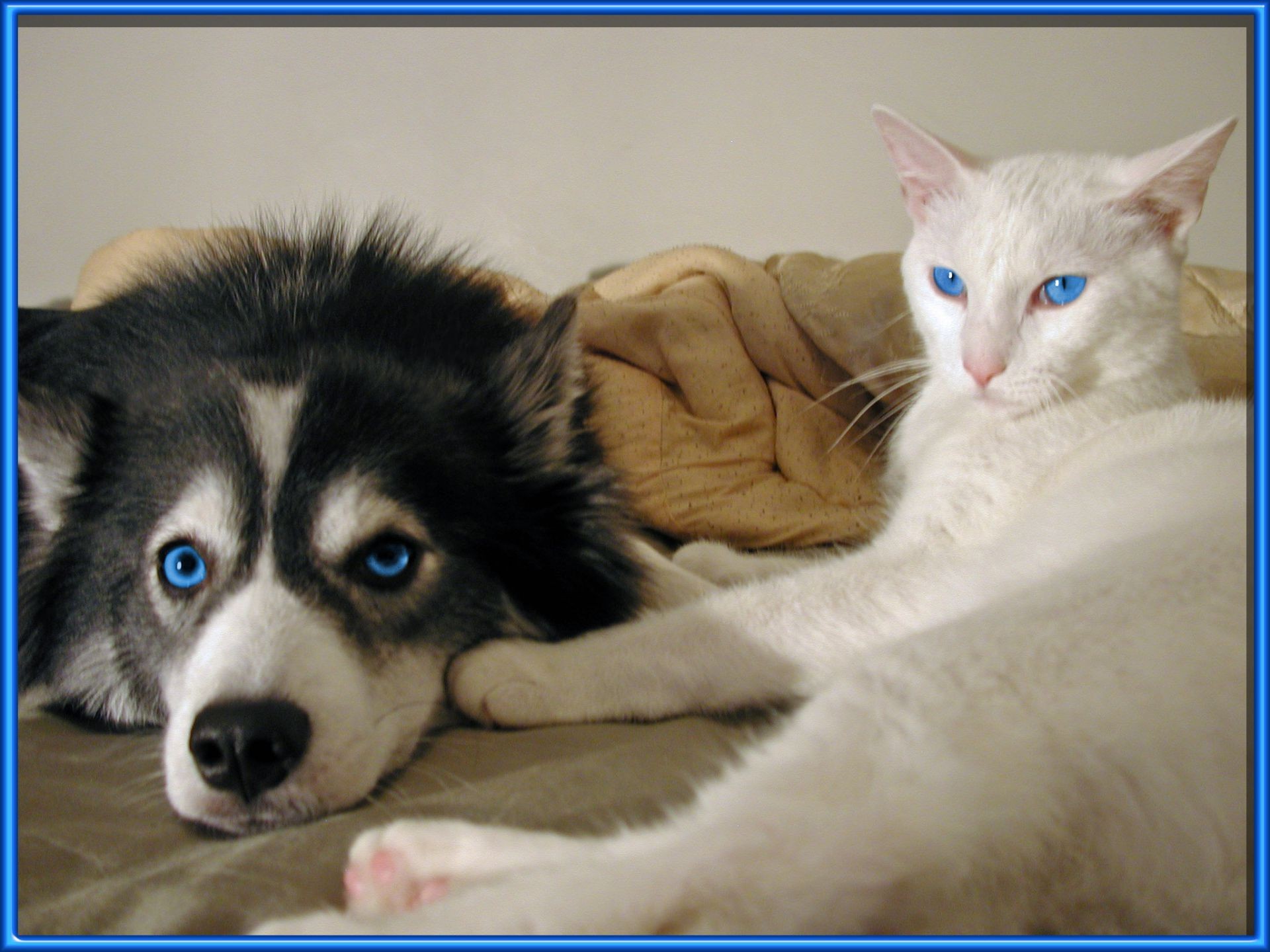 animaux pet animal de compagnie mignon chien domestique portrait oeil adorable fourrure mammifère chat pur-sang jeune chiot chaton race drôle studio peu vers le bas