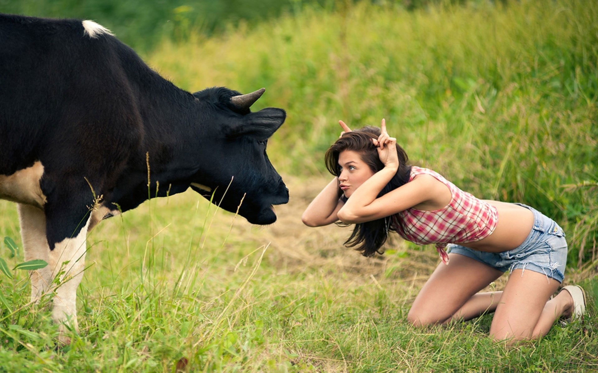 animales hierba naturaleza campo heno verano al aire libre