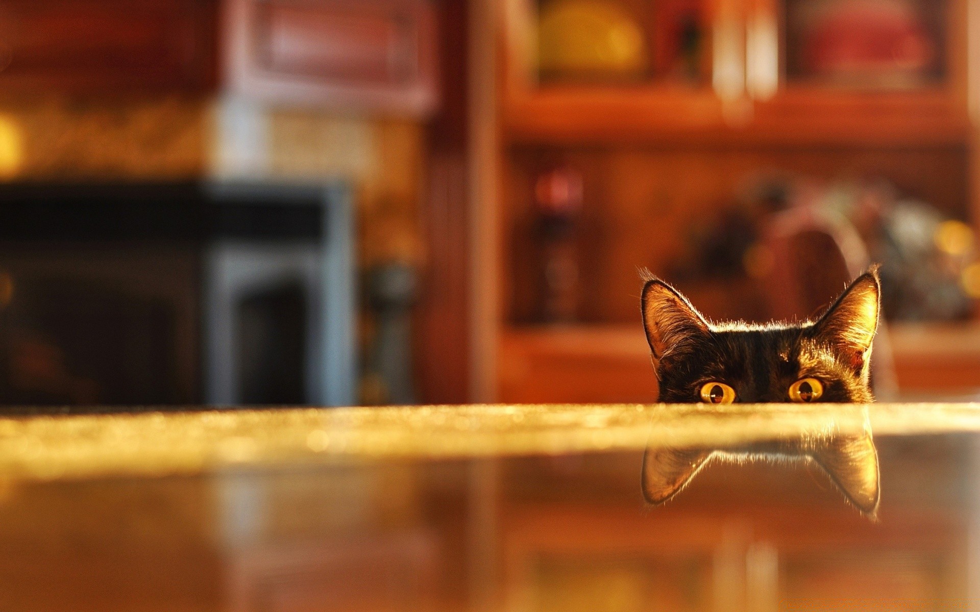 animais dentro de casa gato sozinho madeira mamífero retrato mobília janela quarto luz do dia