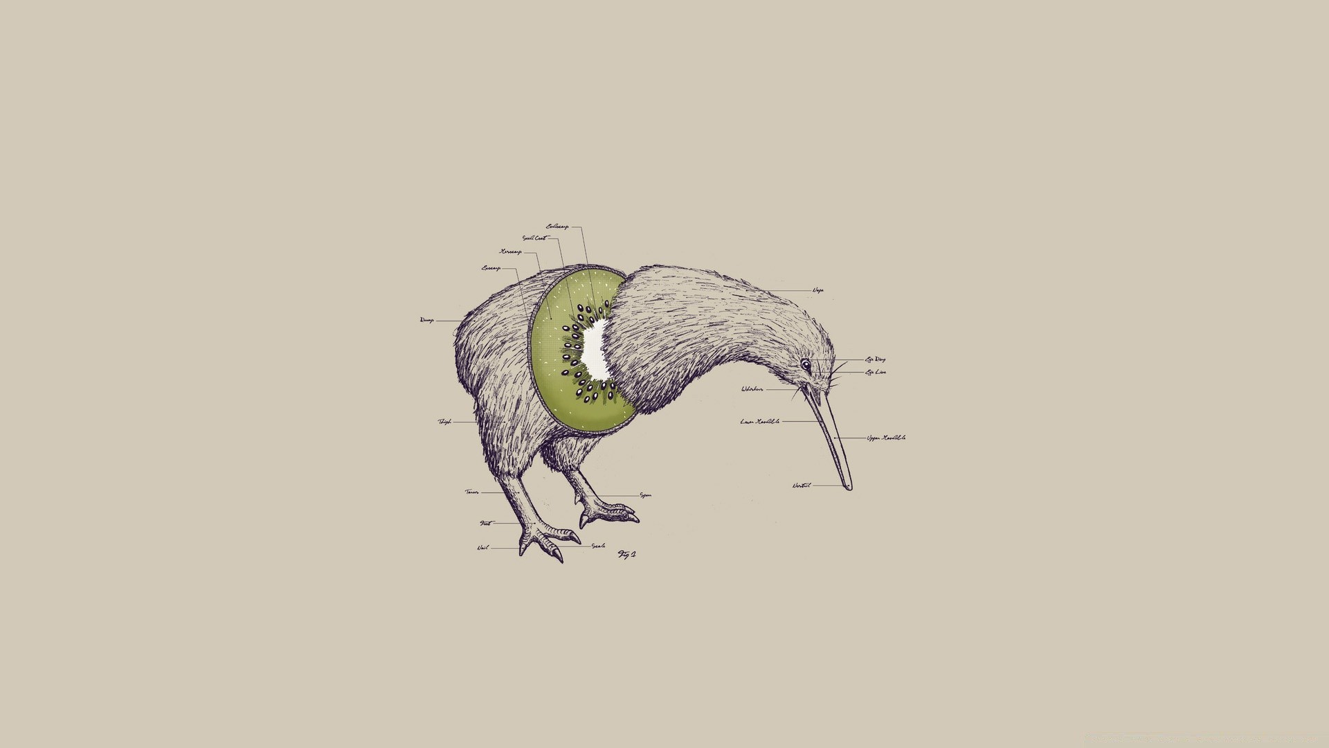 caricatura pájaro vida silvestre animal naturaleza pluma salvaje pico ala aviano