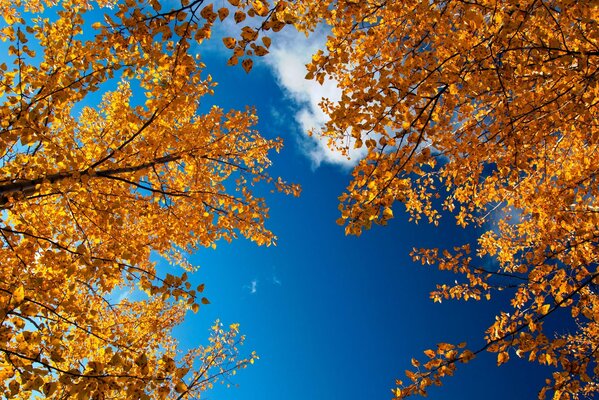 Otoño. Cielo azul . Árboles amarillos