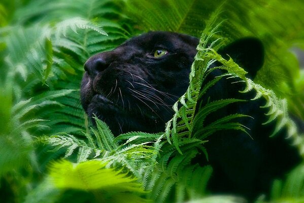 黑豹自然丛林动物