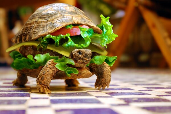 Schildkröte in Form eines Sandwiches mit Salatblättern