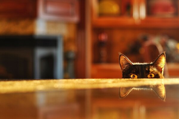 The crafty cat wants to rob the table