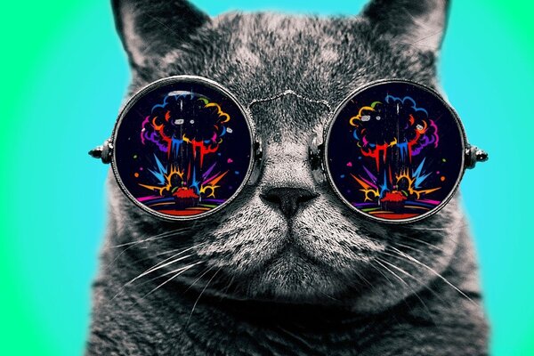 Gato gris con gafas redondas