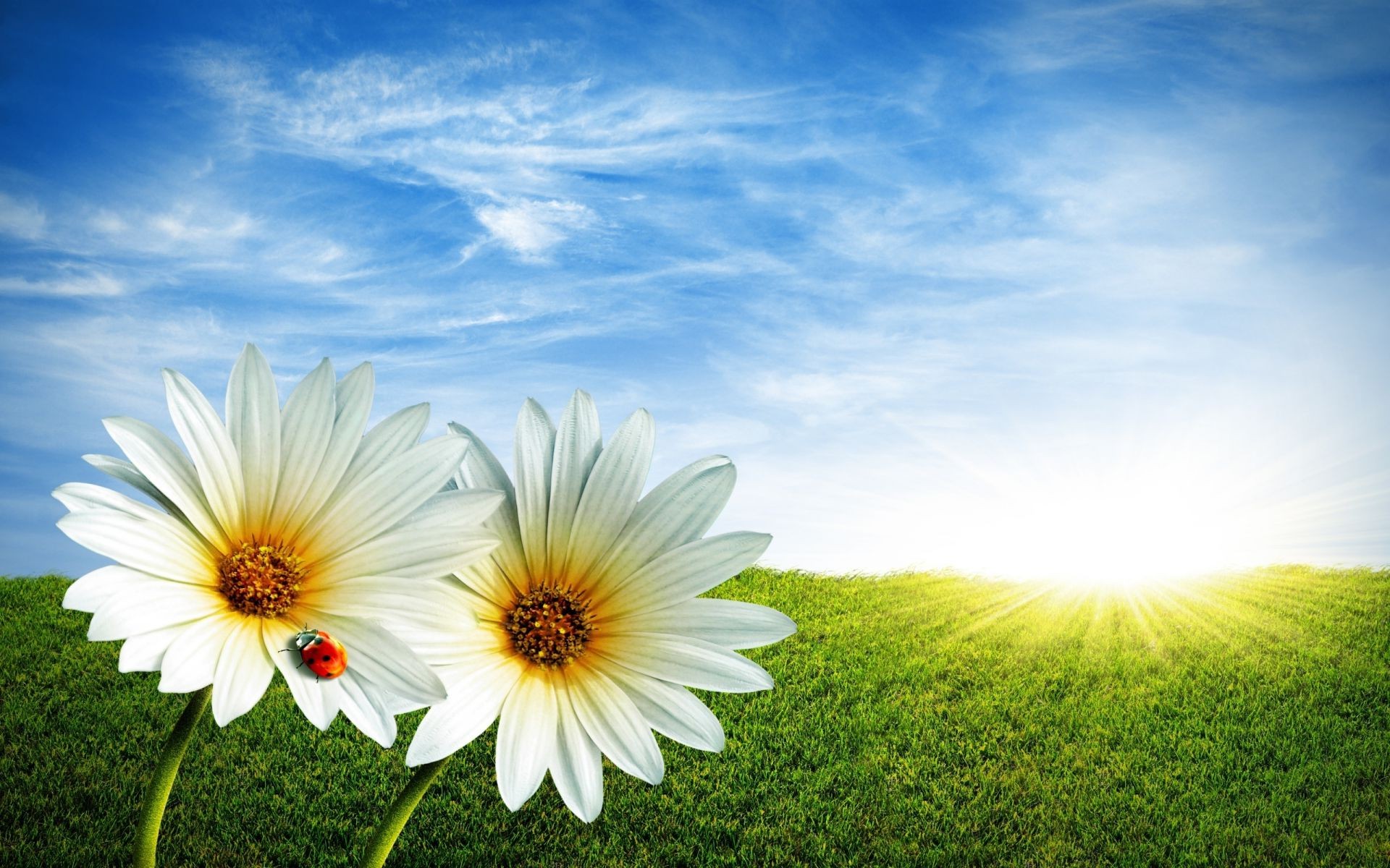 sommer natur gras sonne himmel hell gutes wetter feld heuhaufen im freien