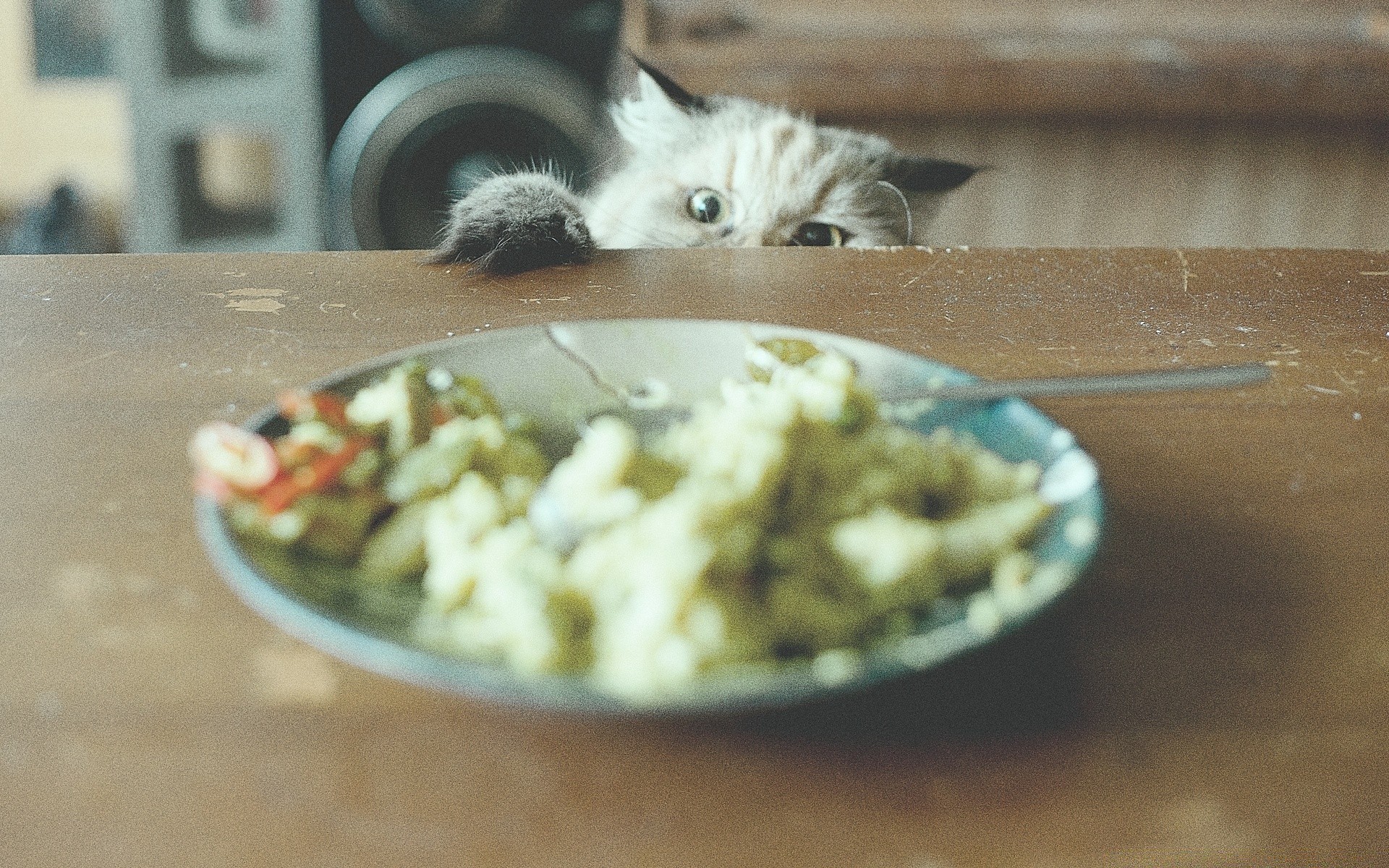 humour et satire nourriture nature morte chat poissons bois bol à l intérieur