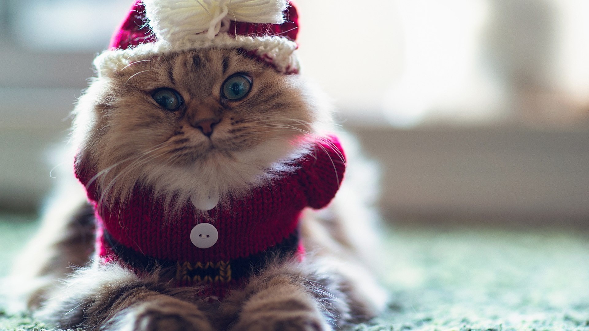 animais pele pequeno fofa inverno retrato natal gato animal de estimação brinquedo animal