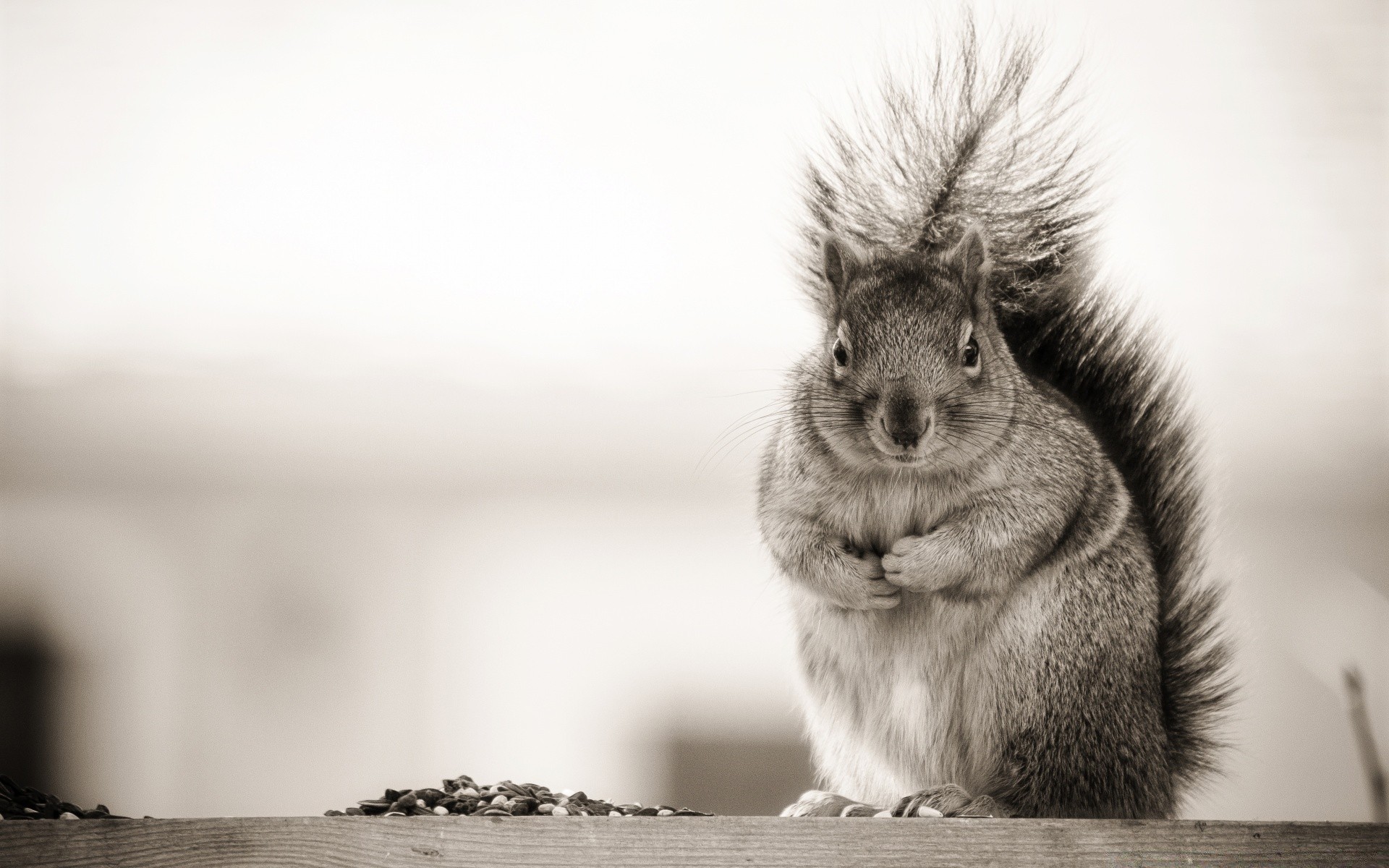 humor i satyra ssak jeden portret słodkie siedzieć dzikiej przyrody natura wiewiórka futro gryzoń monochromatyczny zwierzę włosy