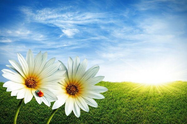 Summer nature. Sky, sun, grass