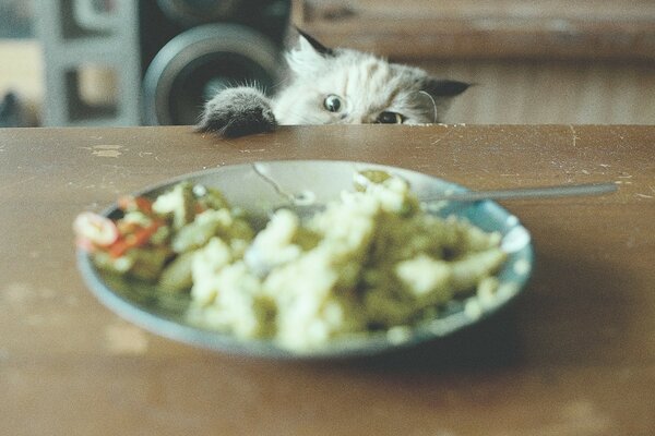 Lustige und süße Katzen