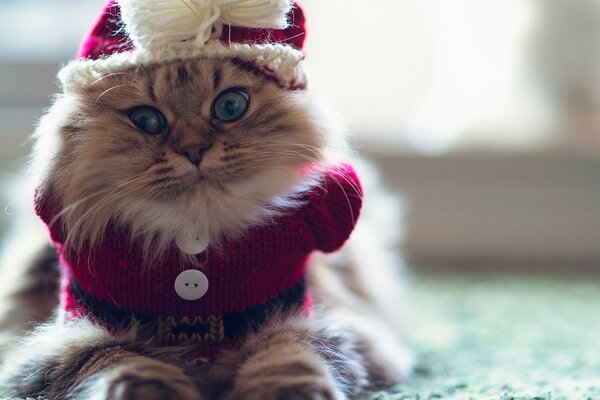 Cute cat in a New Year s outfit