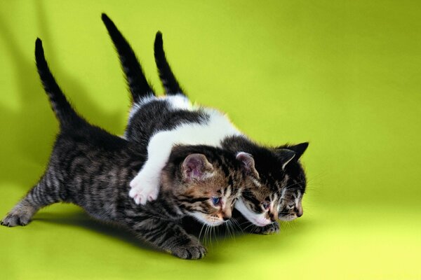 Trois chatons dans une pose amusante