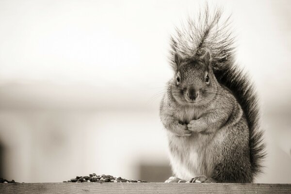 Un écureuil mignon et moelleux. image Monochrome