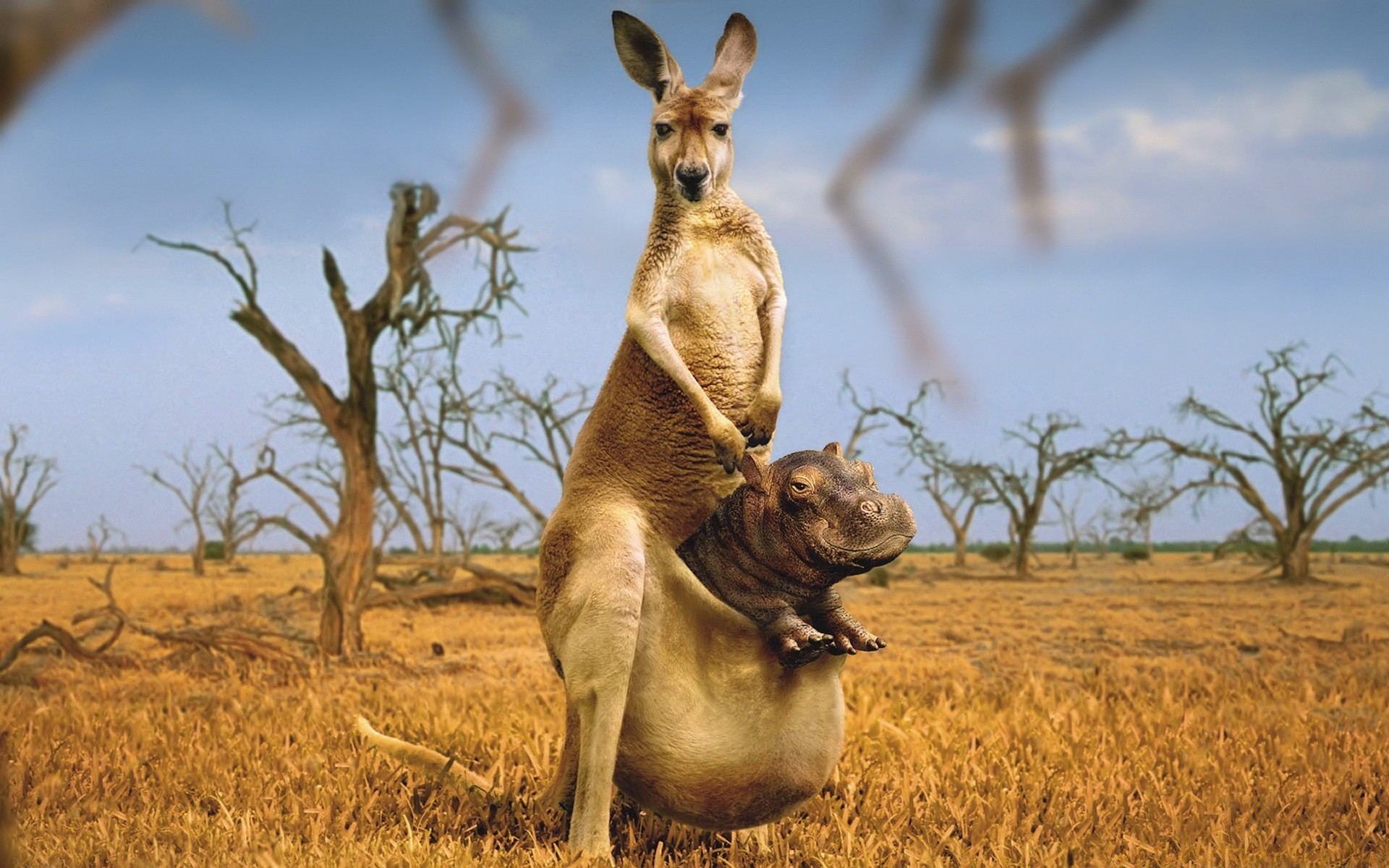 animais mamífero grama vida selvagem campo natureza animal ao ar livre