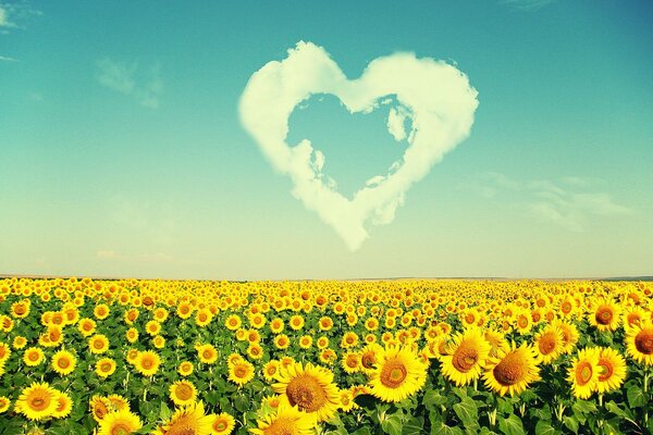 Corazón de una nube sobre un campo de girasoles