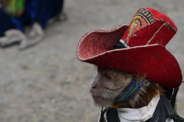 Chien mignon avec un chapeau sur la tête