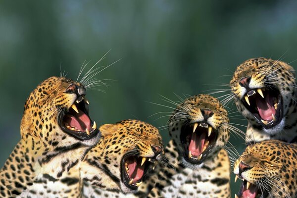 Naturaleza. Familia de leopardos