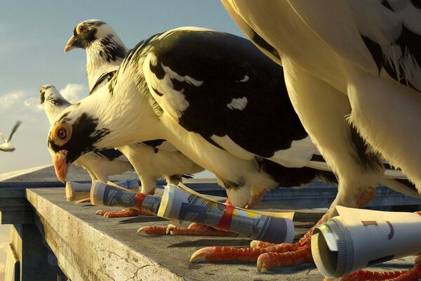 Postal birds close-up