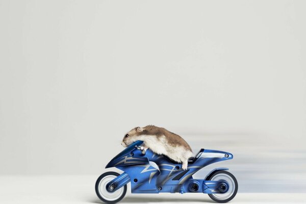 Guinea pig on a toy motorcycle humor