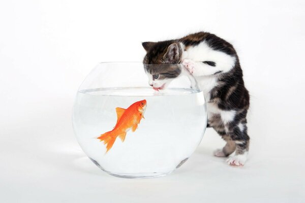 A kitten drinks water from an aquarium