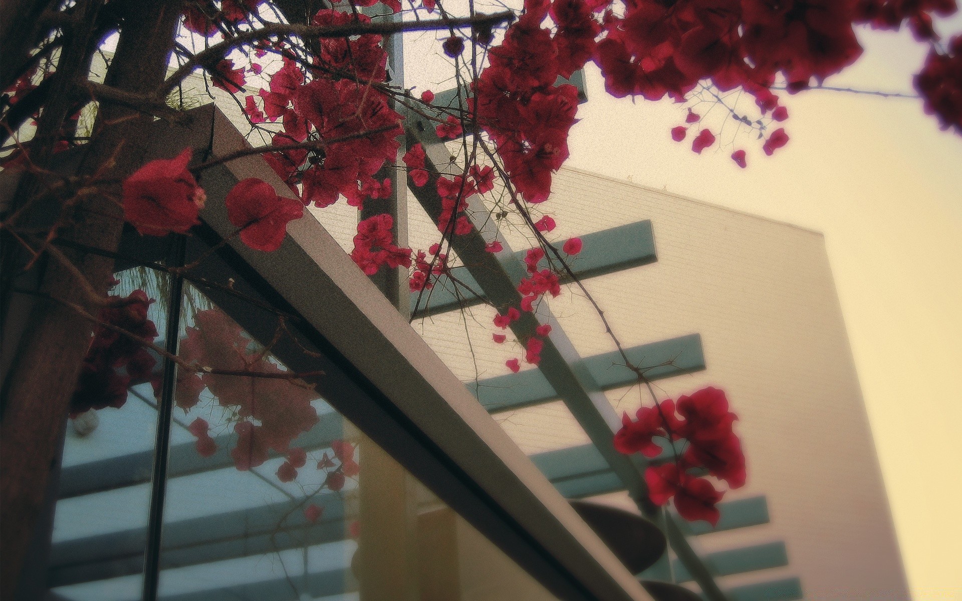 casa e interior natal inverno flor árvore rosa paisagem casamento decoração ainda vida cidade ramo amor casa janelas