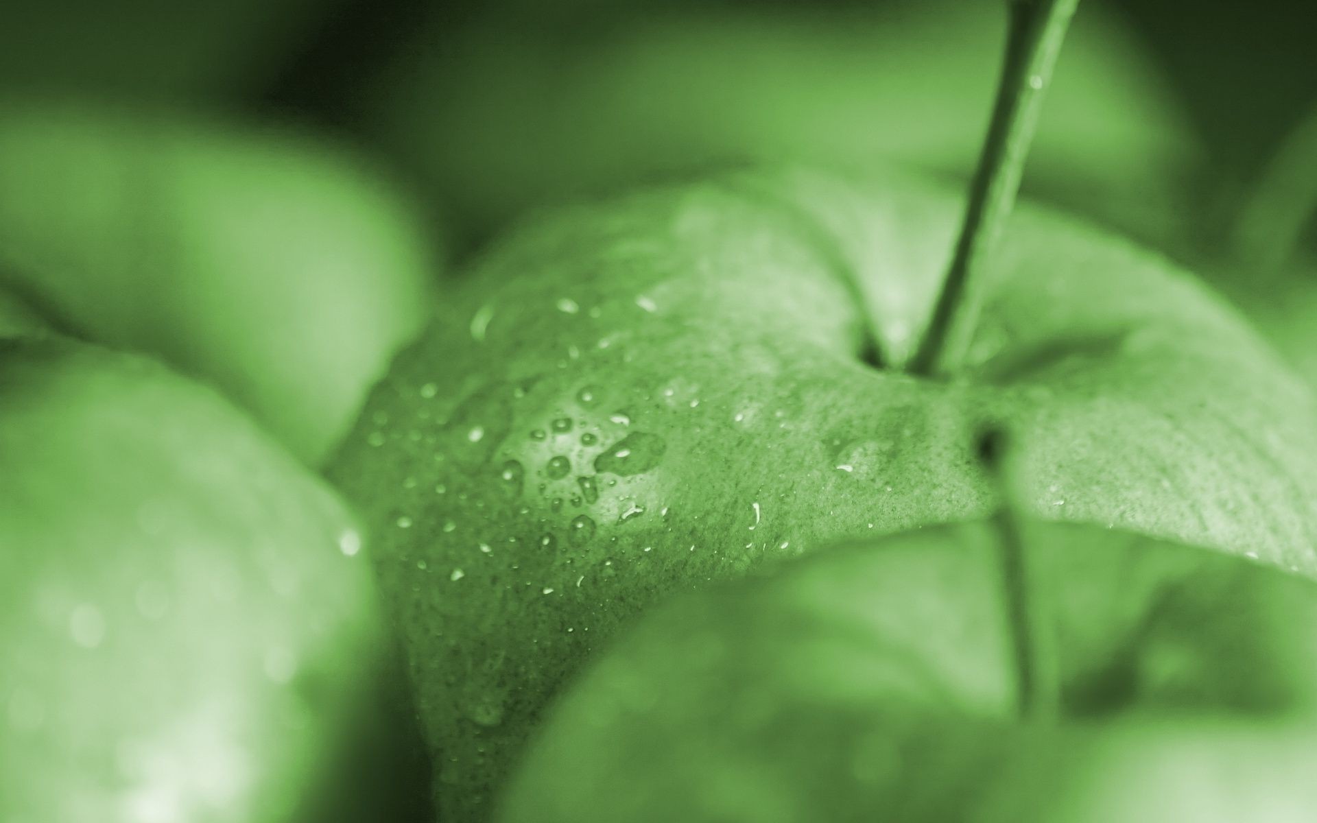 obst blatt natur tropfen nass essen regen tau flora wasser unschärfe apfel gesundheit frische garten