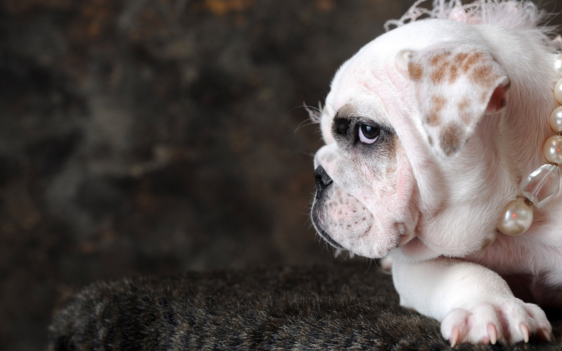 animali animale domestico carino mammifero cane natura ritratto animale domestico piccolo pelliccia anteprima giovane canino divertente adorabile cucciolo domestico