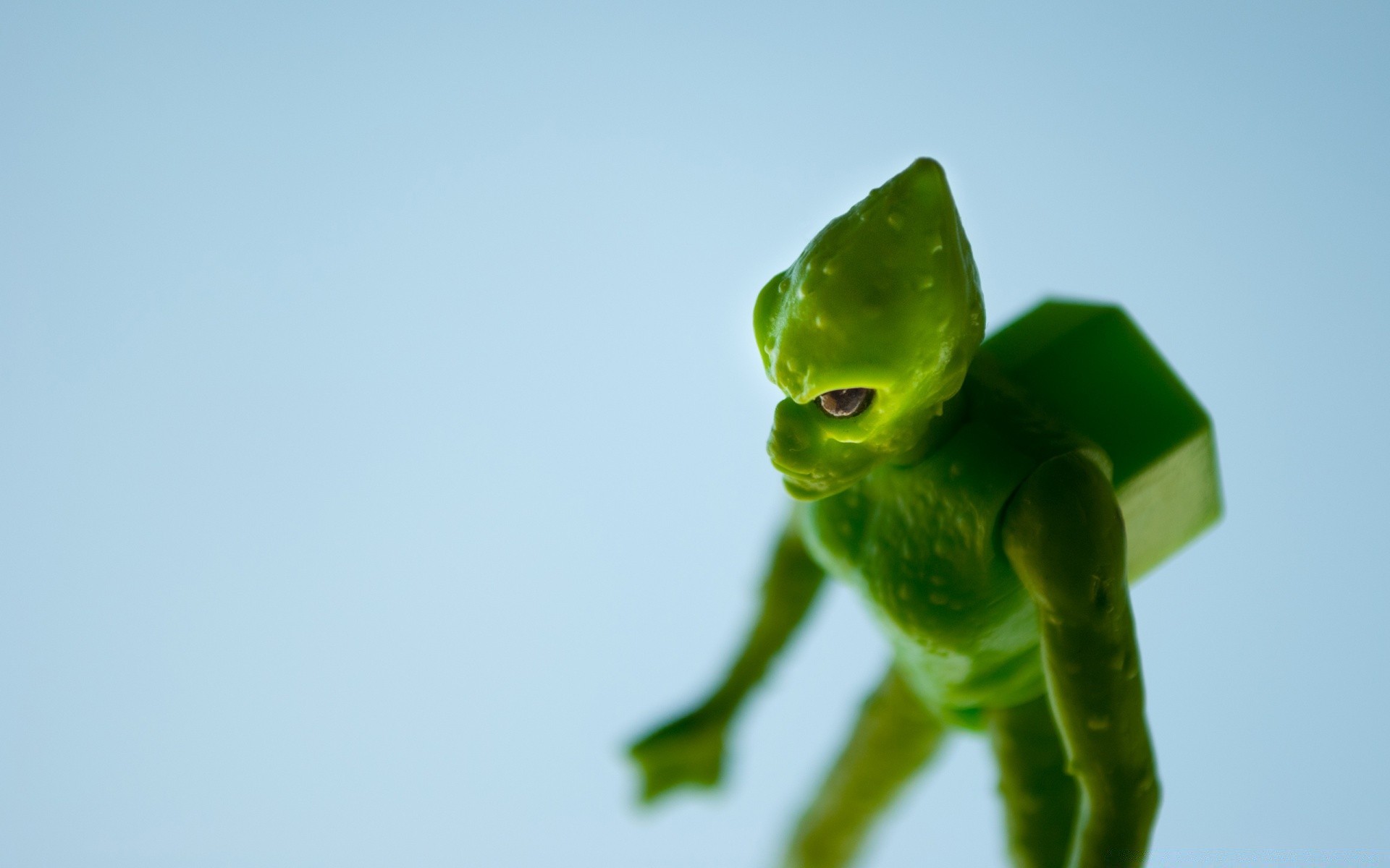 humour et satire flou nature feuille grenouille un à l extérieur la faune lumière du jour eau croissance insecte ciel