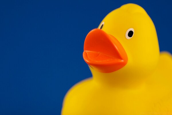 Canard jaune pour salle de bain closeup