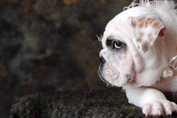 Cute pug looks at the camera