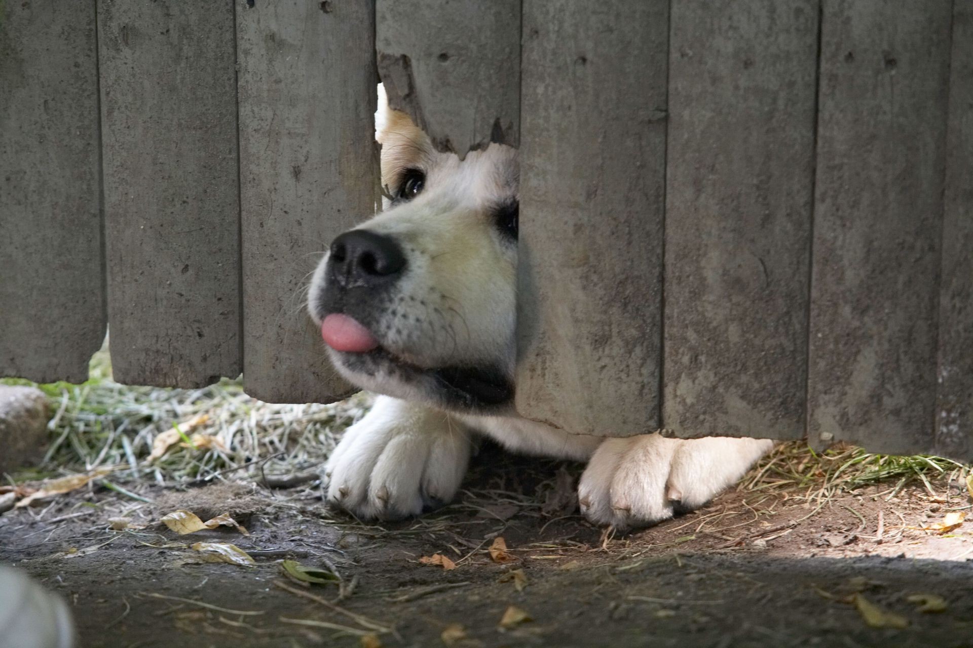 hunde säugetier natur tier hund holz niedlich hundeführer im freien