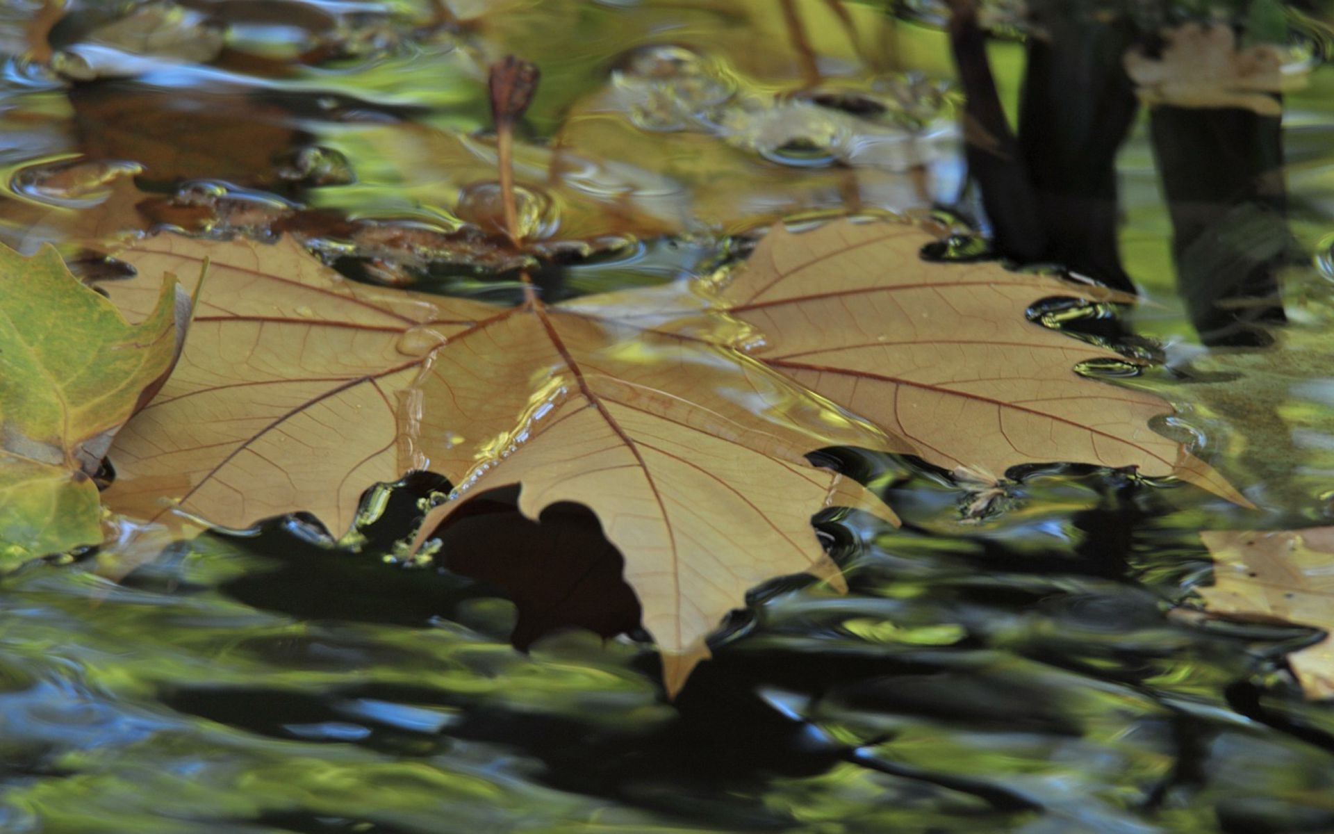 landscapes leaf water tree fall pool outdoors nature wood color flora environment park river