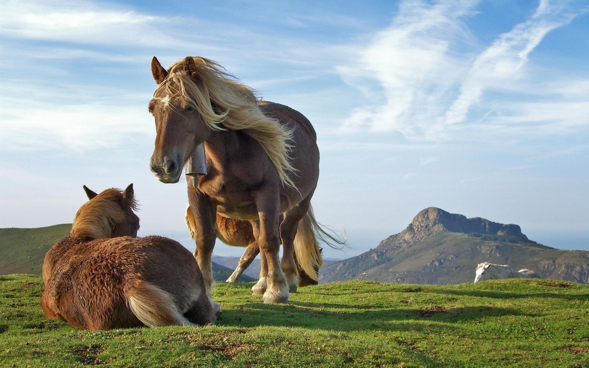 cavalos cavalaria mamífero grama mare fazenda pasto animal feno campo rural gado cavalo ao ar livre natureza campo manet pastagem verão pônei