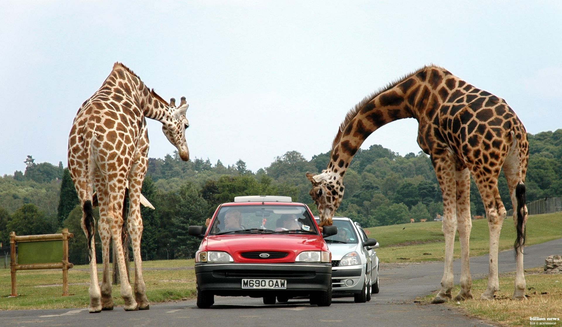 girafas girafa vida selvagem longo alto pescoço natureza mamífero safari selvagem animal ao ar livre savana parque retrato grande herbívoro grama ambiente bela