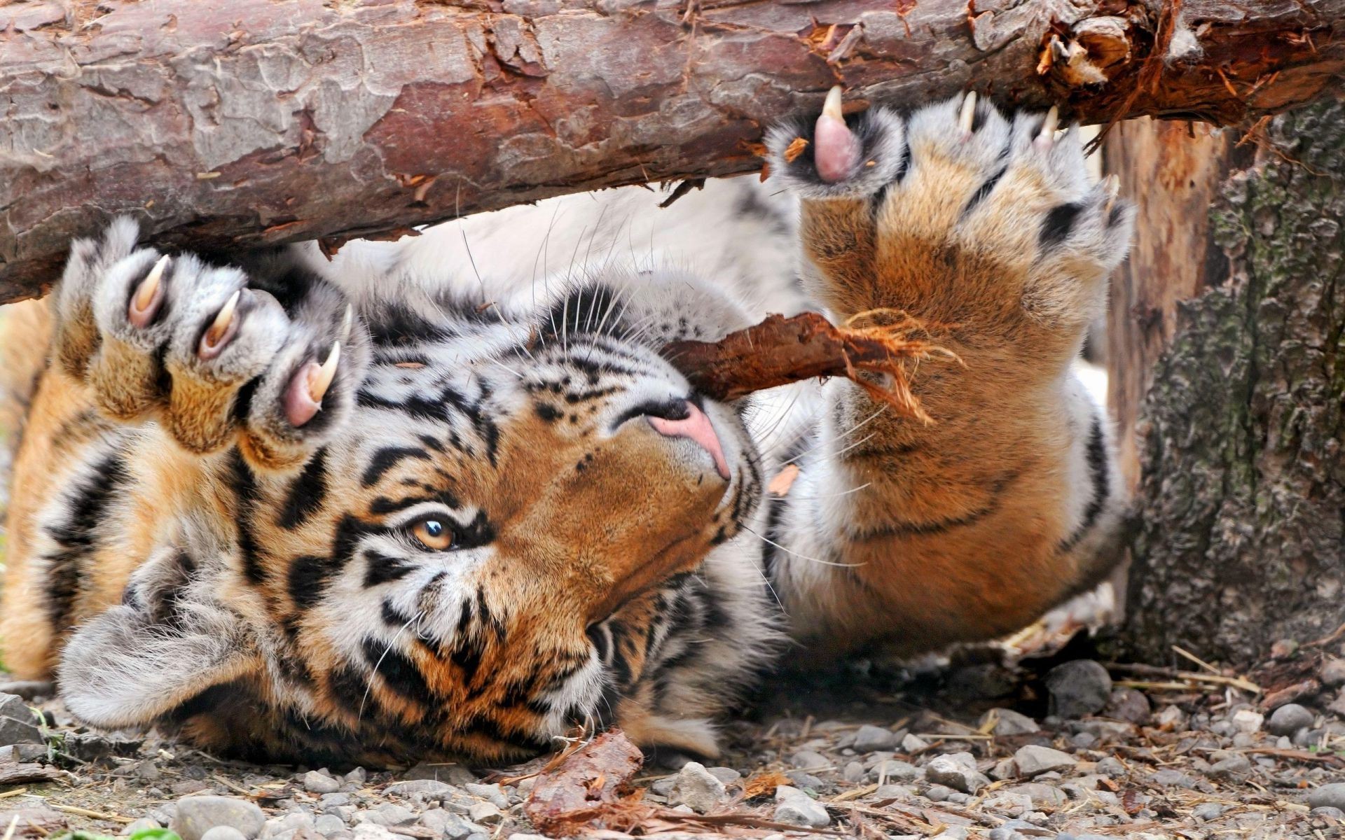 tigres vida selvagem mamífero animal gato selvagem jardim zoológico natureza safari predador tigre caçador pele comedor de carne selva retrato