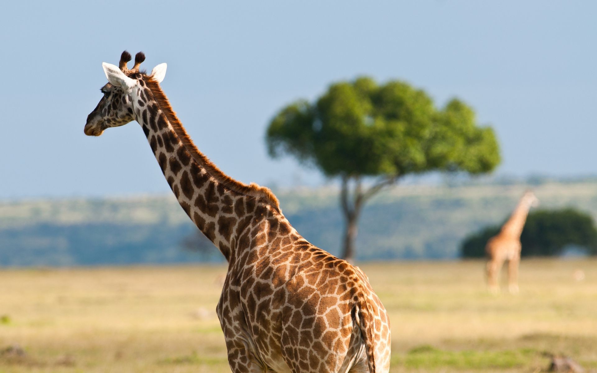 girafas girafa natureza vida selvagem animal grama pescoço mamífero selvagem ao ar livre safari