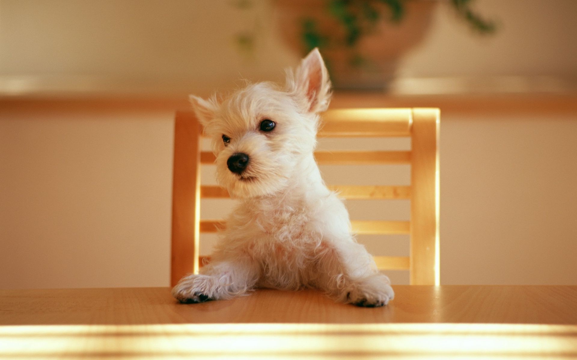 cane cane animale domestico carino canino cucciolo mammifero domestico interno sedersi animale ritratto piccolo