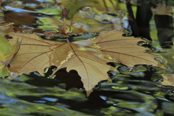 Maple leaf in the silence of the water