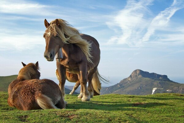 Beautiful horses in the wild